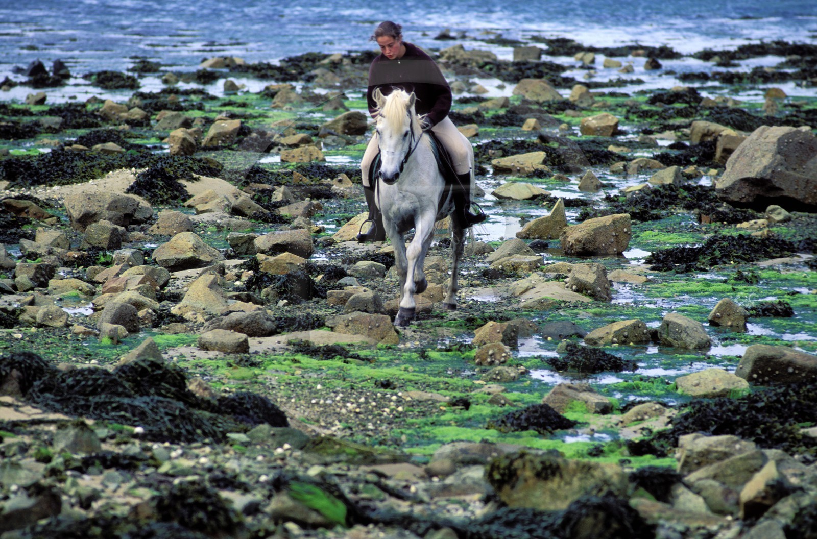 France, Côtes-d'Armor (22), cavalière sur la grève de la Côte Sauvage à marée basse