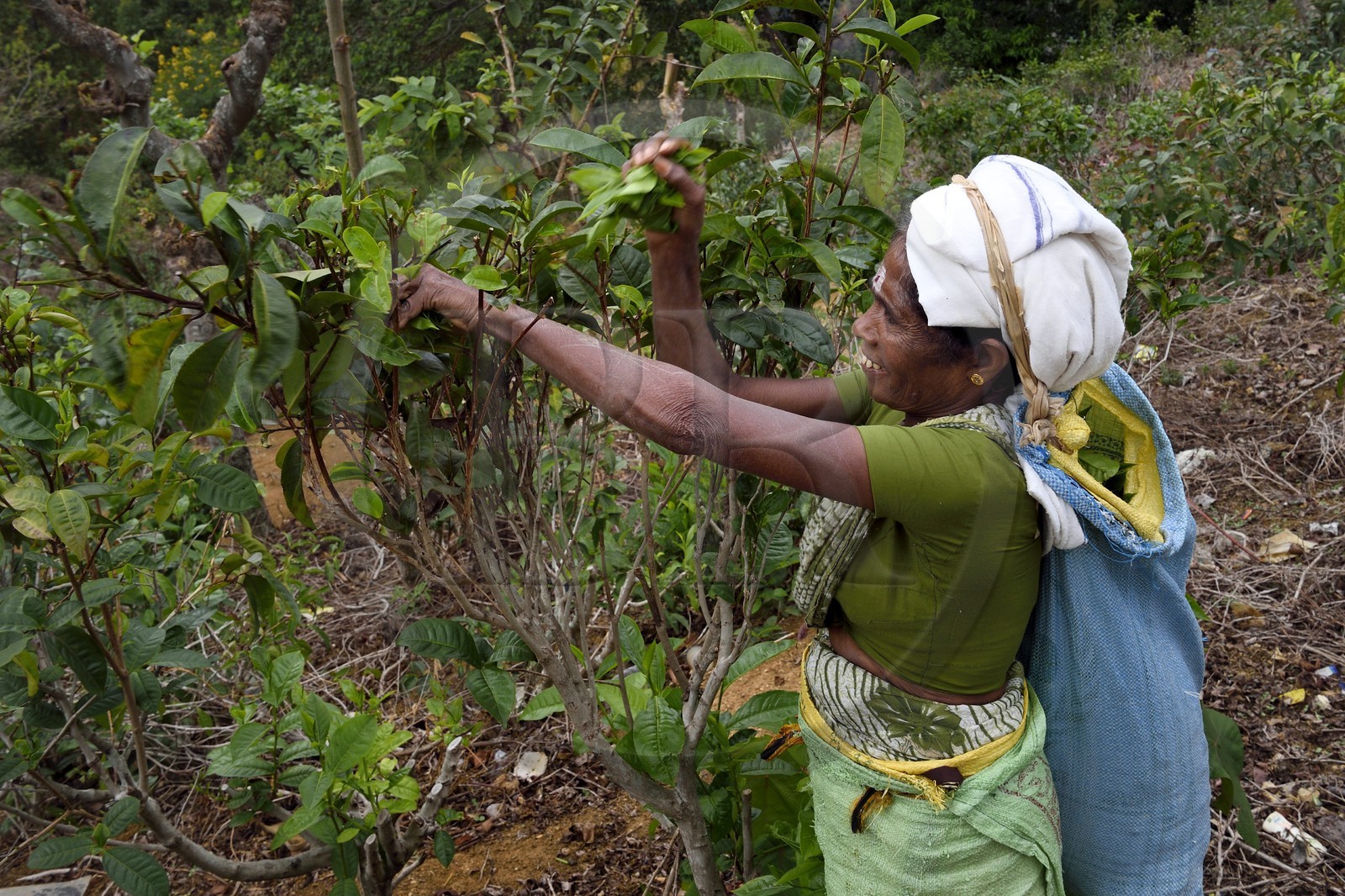 Sri Lanka, Uva Province, Ella, Tamil woman picking tea leaves in a tea plantation