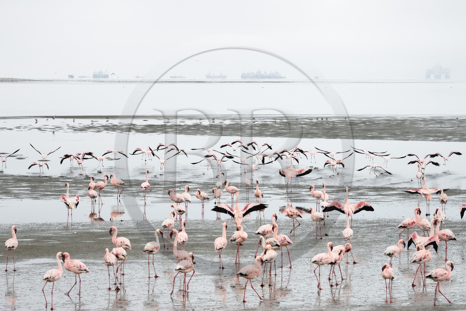 Namibie, région de Erongo, Walvis Bay, flamant nain (Phoeniconaias minor) et bateaux en arrière plan