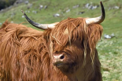 Royaume-Uni, Ecosse, Highland, Hébrides intérieures, Ile de Mull, vache de race Highland