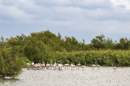 France, Gard (30), Vauvert, la Petite Camargue, réserve naturelle régionale du Scamandre, flamants roses (Phoenicopterus roseus)