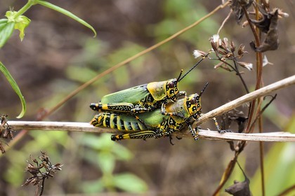 Gabon, province de Ogooué- Maritime, Omboué, région du Loango, accouplement de criquets