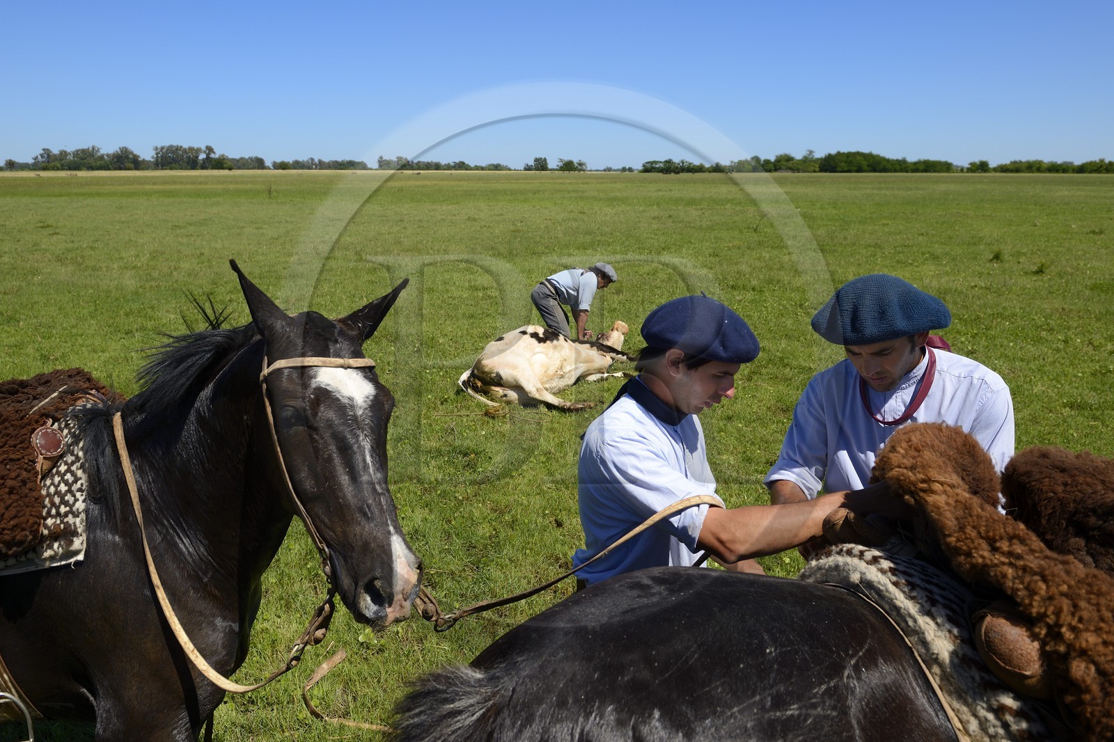 Argentine, province de Buenos Aires, San Antonio de Areco, estancia La Bamba de Areco, gauchos au travail avec leur troupeau de vaches