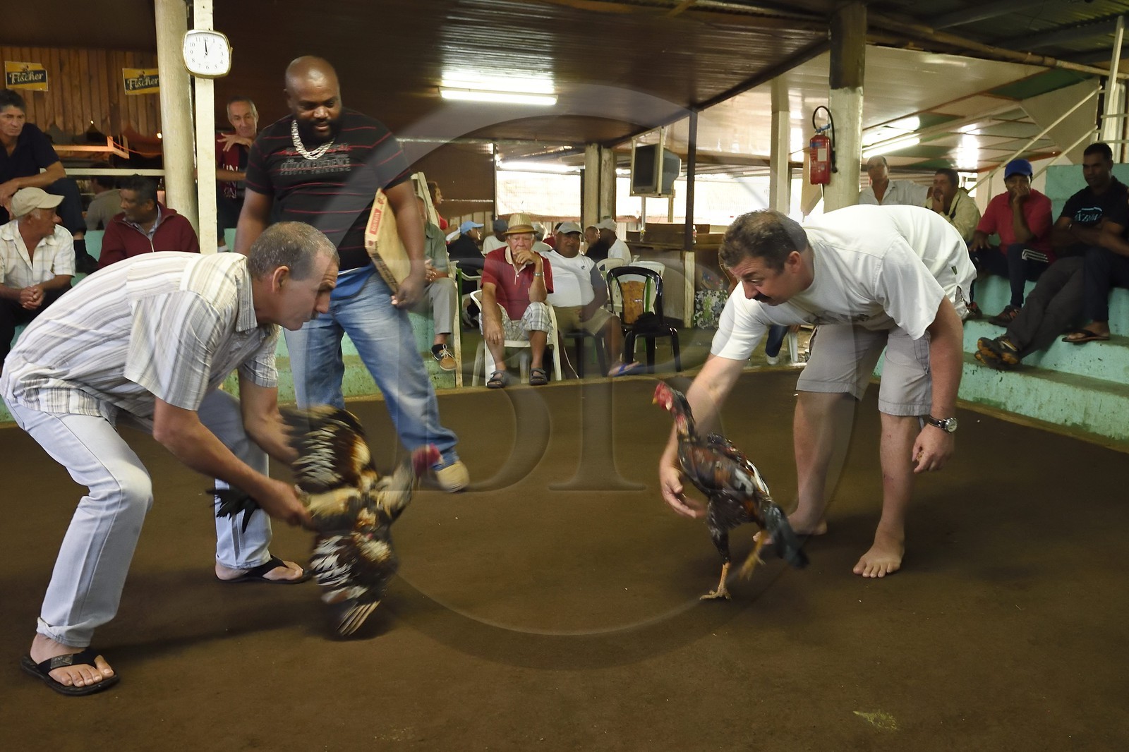 France, Reunion island (French overseas department), Petit Tampon, cockfight in the Rond de Coq
