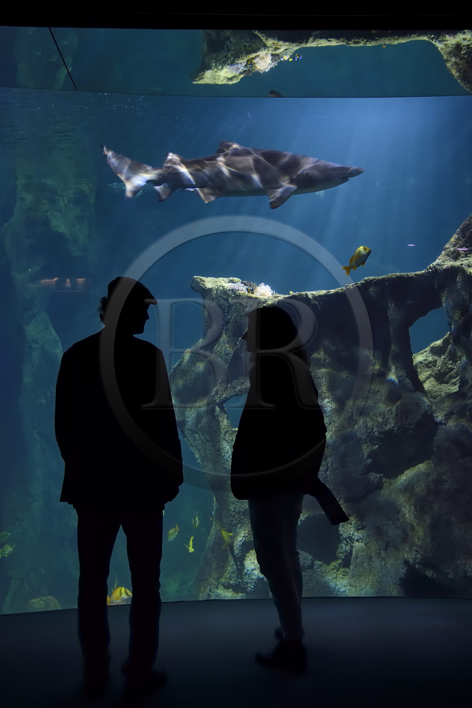 France, Charente-Maritime (17), La Rochelle, Aquarium La Rochelle, Mention obligatoire, le bassin des requins