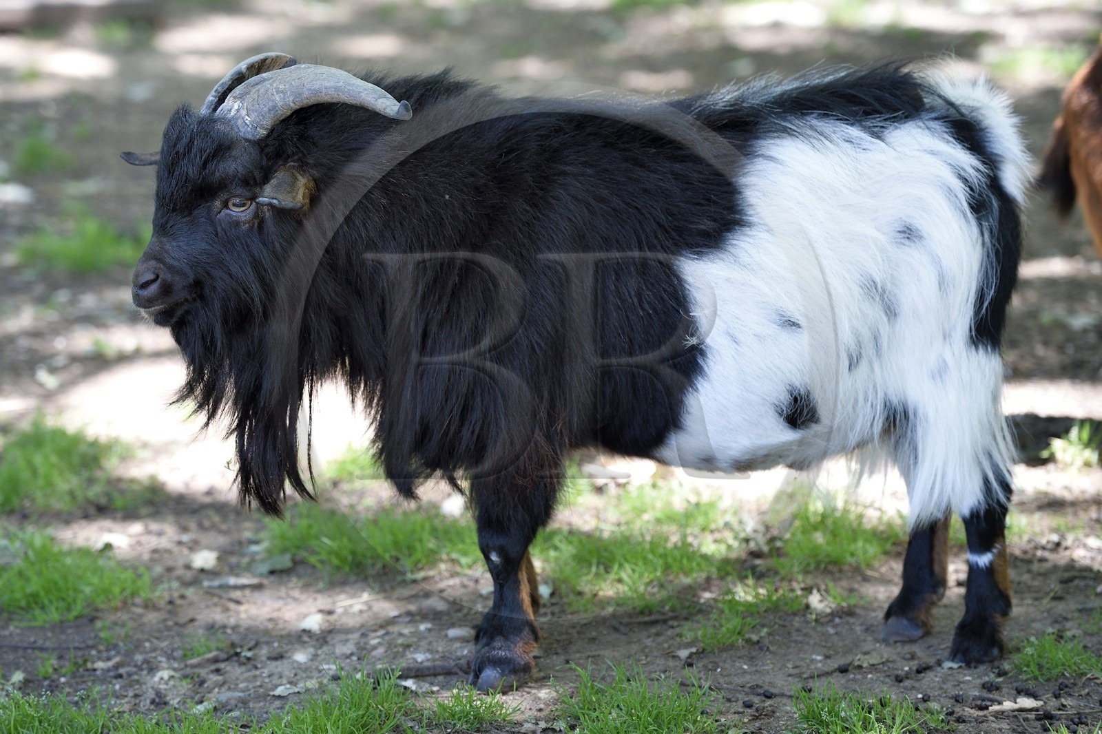 France, Dordogne, Perigord Noir, Vezere valley, Thonac, Le Thot, Goat in the mini farm