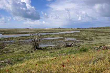 France, Vendée (85), La Tranche-sur-Mer, Réserve naturelle de la Casse de la Belle Henriette, l'une des dernières véritables lagunes de la côte atlantique