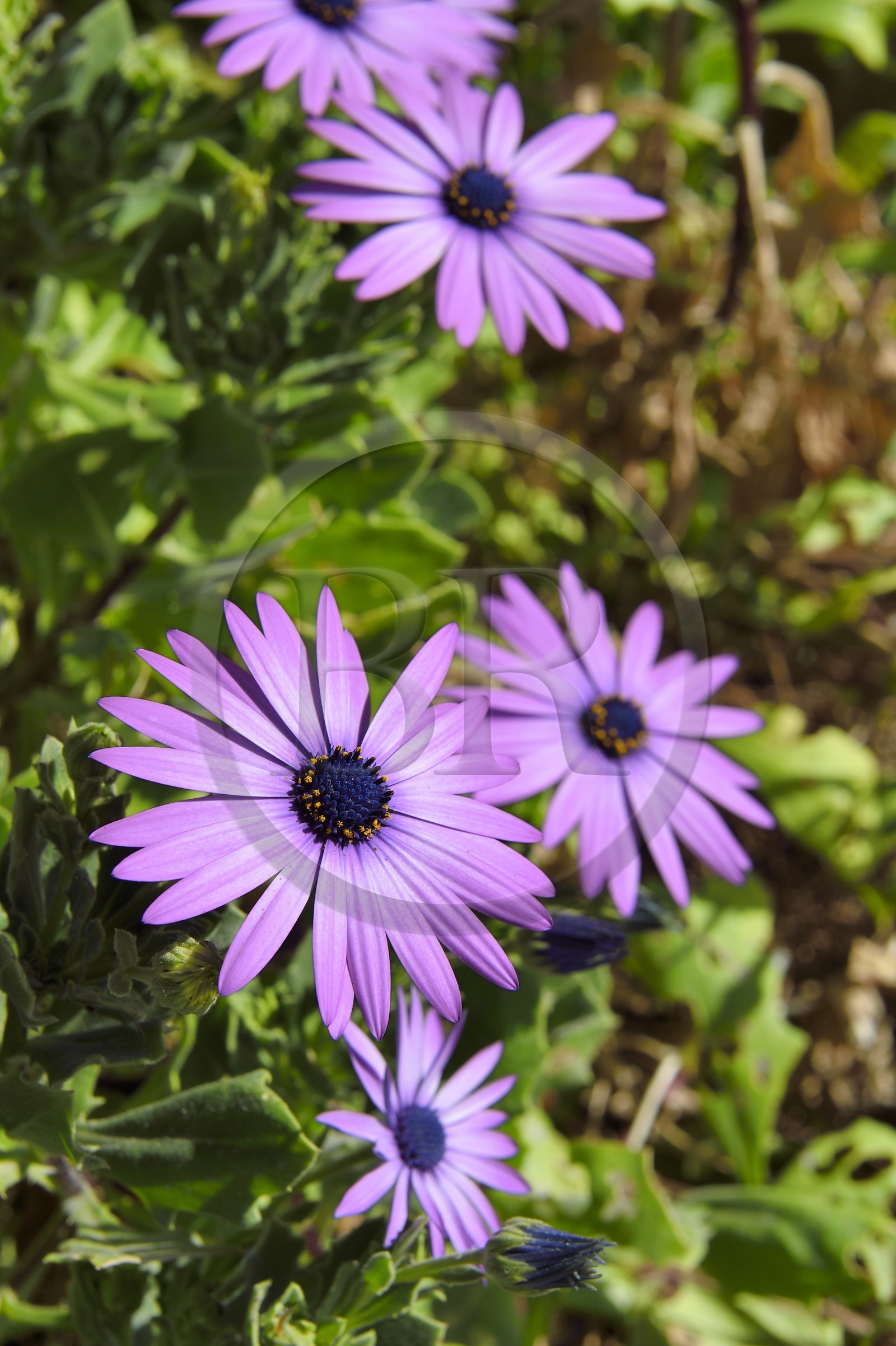 France, Bouches-du-Rhône (13), Marseille, Parc national des Calanques, Calanque de Sormiou, Marguerites africaines (Osteospermum)