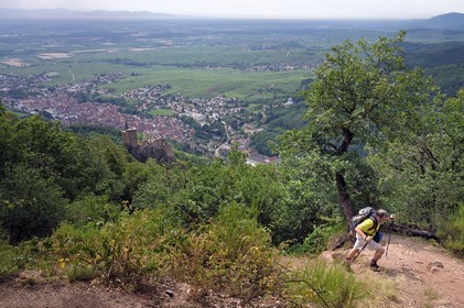 France, Haut-Rhin (68), Route des vins d'Alsace, Ribeauvillé, randonneur avec le chateau de Girsberg et Ribeauvillé en arrière plan