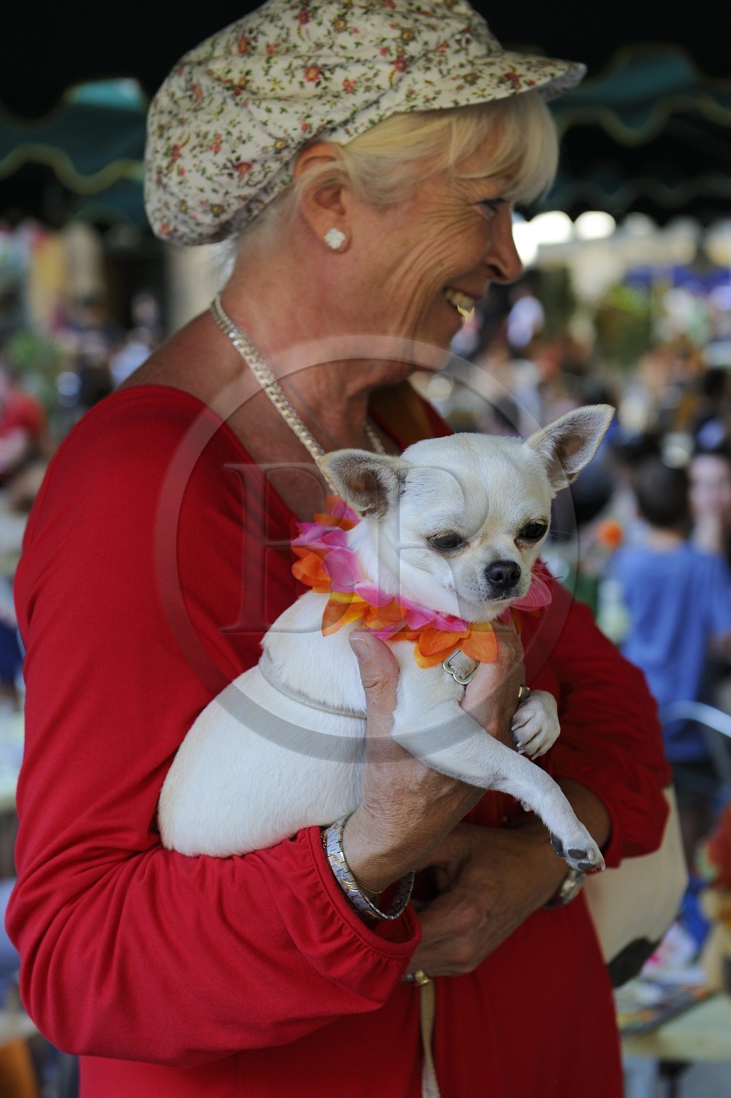France, Bouches-du-Rhone, Aix-en-Provence, the Place de l'Hotel de ville, Chihuahua dog with flower necklace