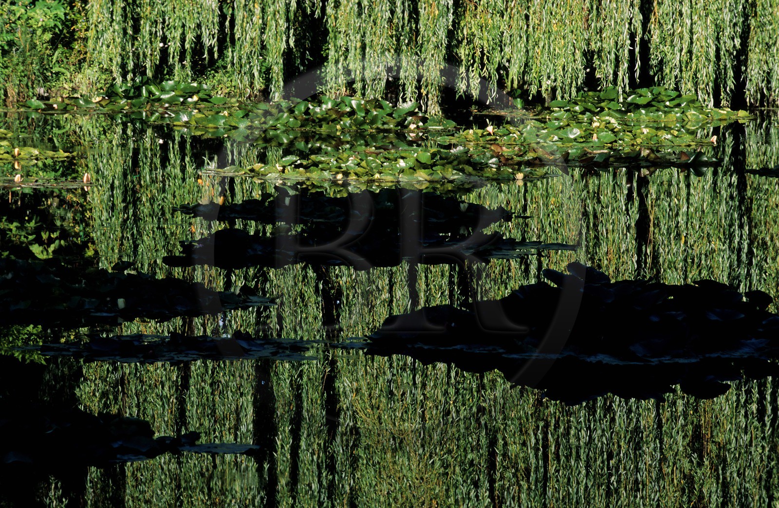 France, Eure (27), Giverny, jardin de Claude Monet (août), le bassin aux nymphéas