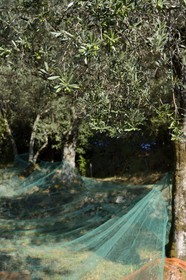 France, Corse-du-Sud (2A), Alta Rocca, Sainte-Lucie-de-Tallano (Santa Lucia di Tallà), olives de la variété germaines de Tallano