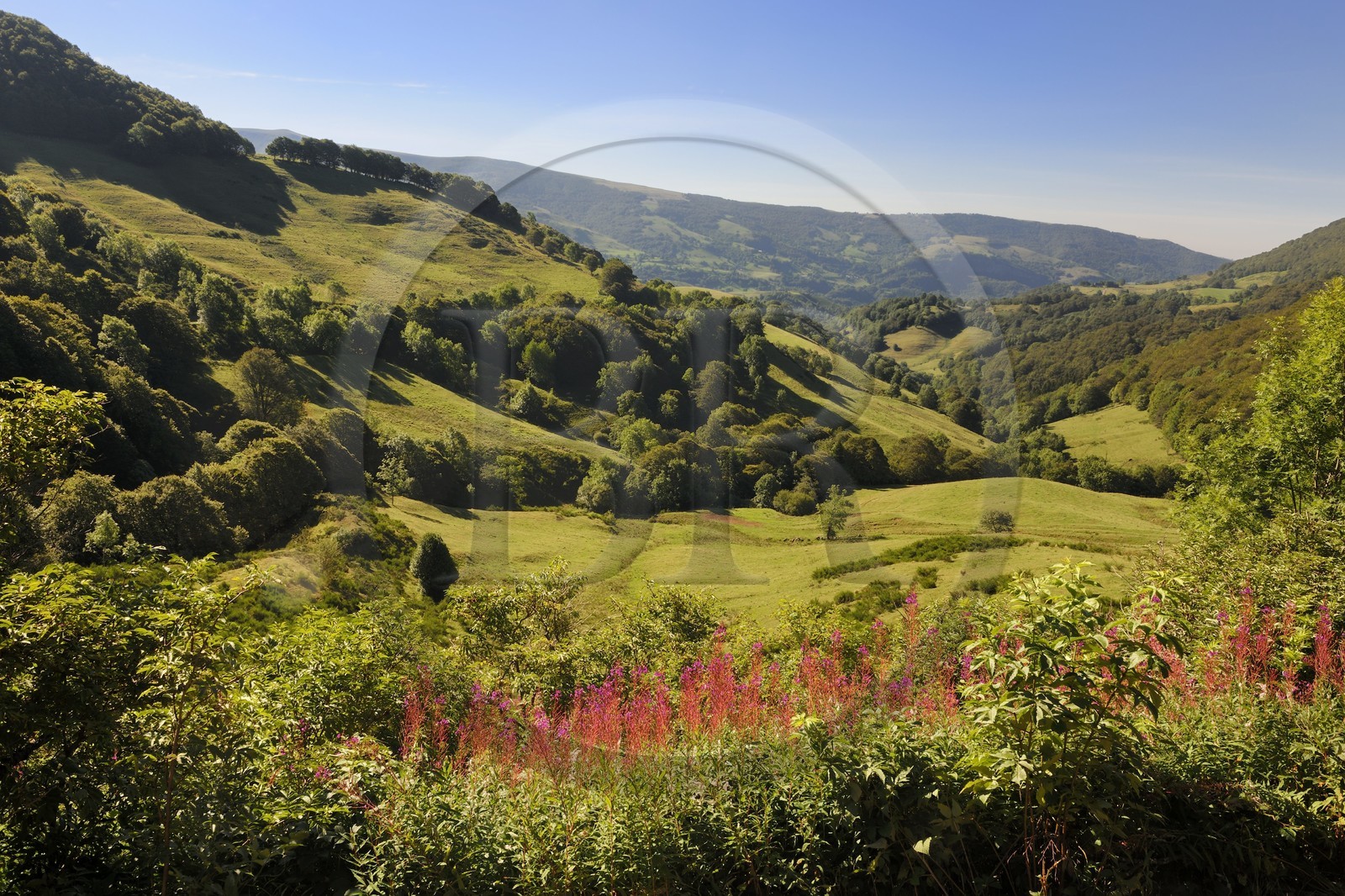 France, Cantal (15), monts du Cantal, Parc Naturel Régional des Volcans d' Auvergne, la vallée de la Jordanne vers Mandaille-Saint-Julien