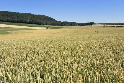 France, Meuse (55), Waly dans la région de l'Argonne, champs de blé