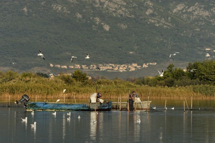 France, Haute Corse, the pond of Biguglia (Stagnu di Chiurlinu), nature reserve of Corsica (RNC), fishermen raising the nets set on alder stakes