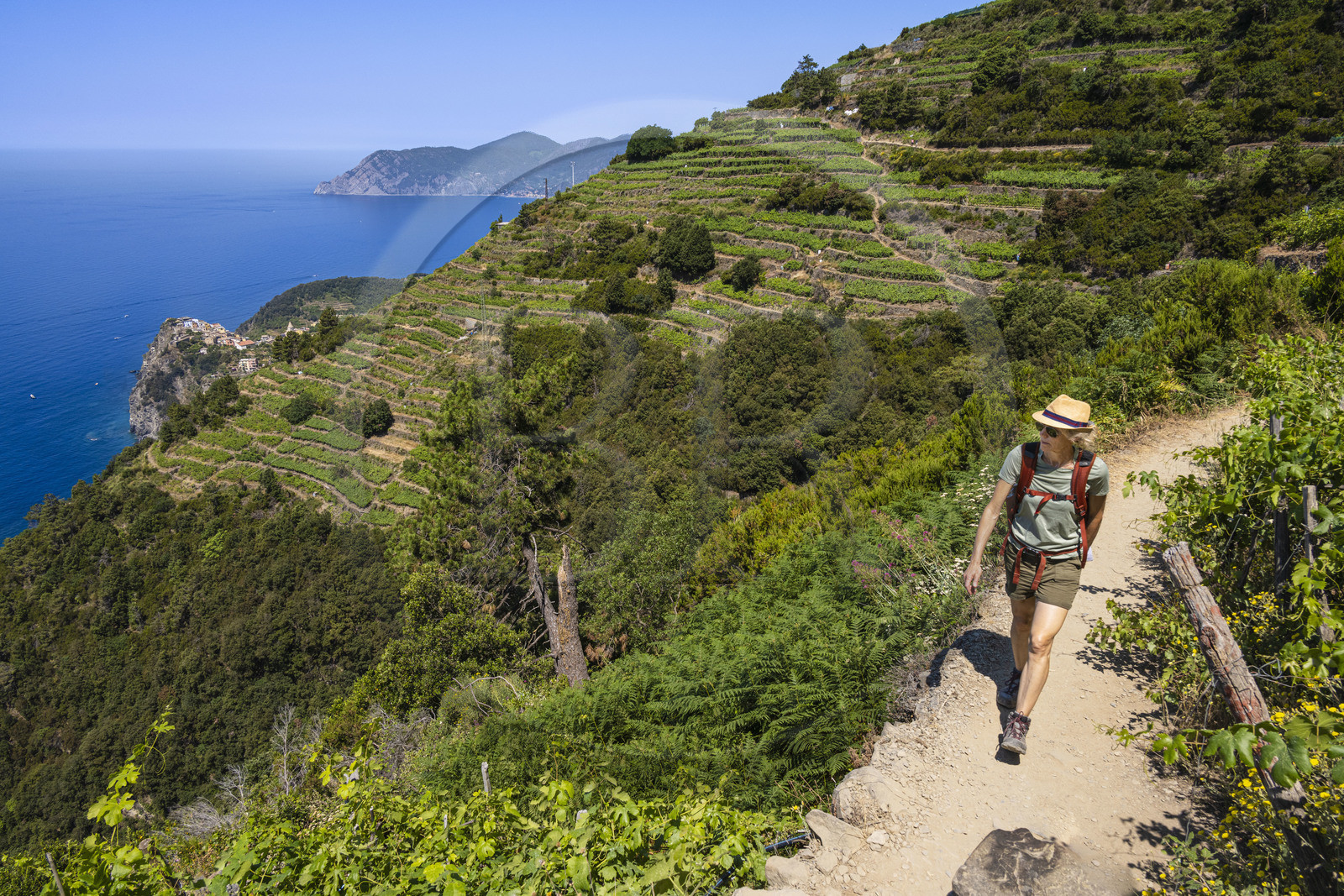 Italie, Ligurie, Cinque Terre, parc national des Cinque Terre classé Patrimoine Mondial de l'UNESCO, randonneurs sur le sentier GR 586 passant dans le vignoble en terrasse entre Corniglia et Volastra au dessus de Manarola, le village de  Corniglia en arrière plan