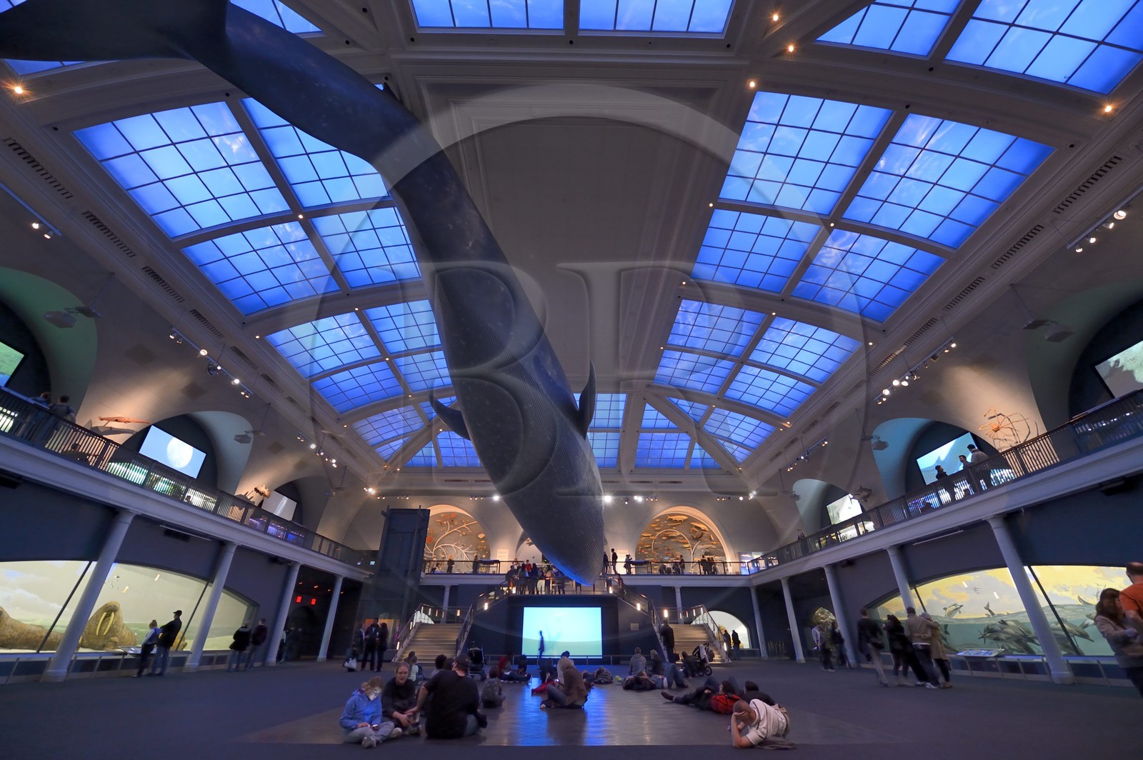 Etats-Unis, New York, Manhattan, Upper West Side, Musée Américain d'Histoire Naturelle (American Museum of Natural History), reconstitution grandeur nature d’une baleine bleue suspendue dans le hall des océans