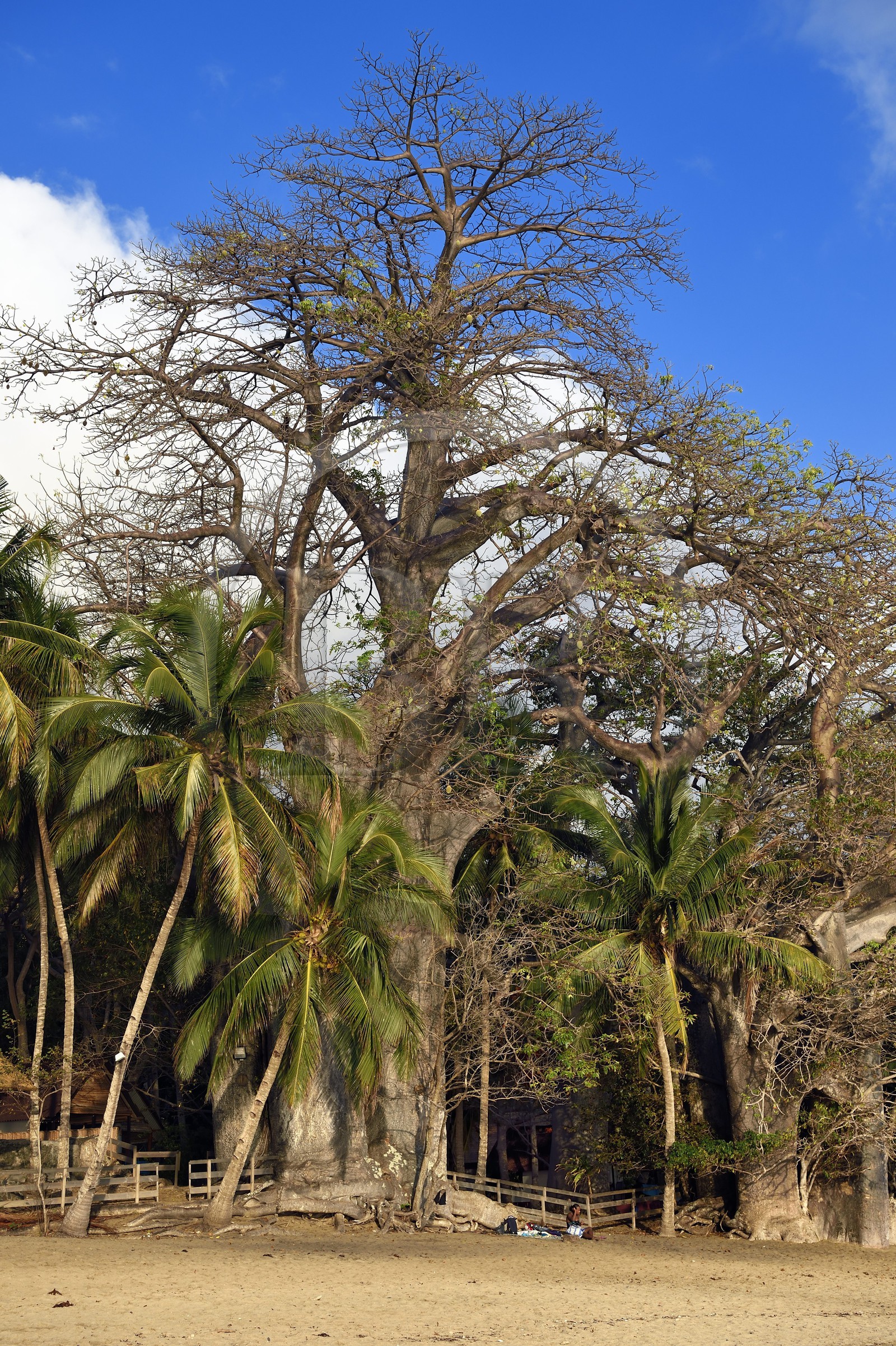 France, Ile de Mayotte, Grande-Terre, Kani-Keli, le Jardin Maoré, baobab (Adansonia digitata) sur la plage de N’Gouja