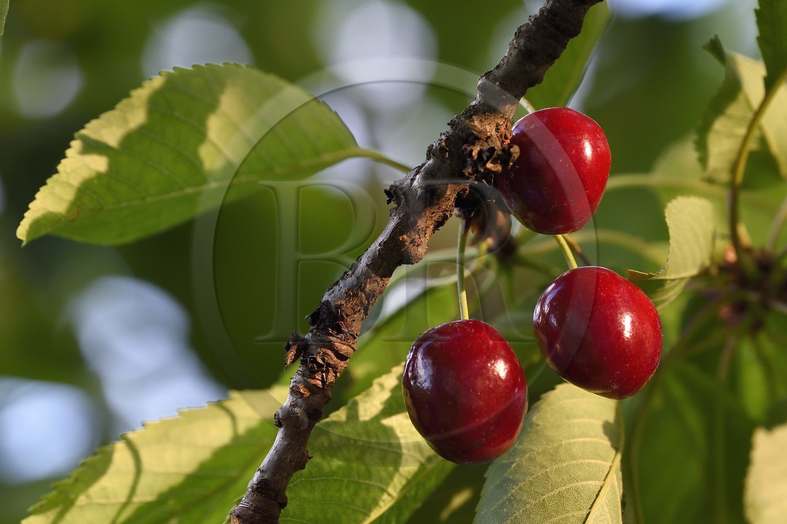 France, cherry tree (Prunus cerasus), cherries