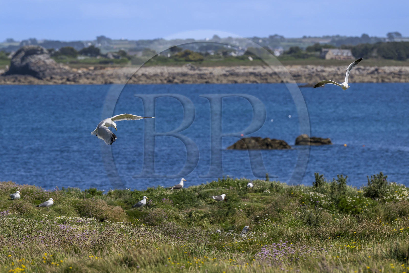 France, Finistère (29), Pays des Abers, Ile Vierge dans l'archipel de Lilia, de très nombreux goélands peuple l'île en période de nidification