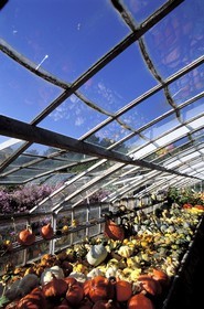 France, Essonne, Saint Jean de Beauregard castle, cucurbitace greenhouse