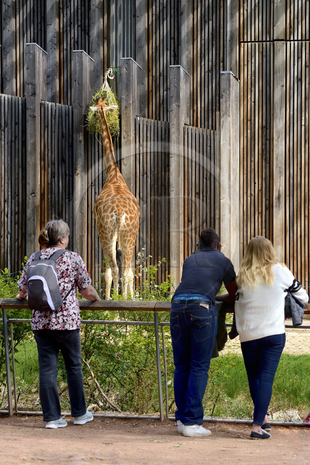 France, Rhône (69), Lyon,  le parc de la Tête d' Or, les girafes du zoo