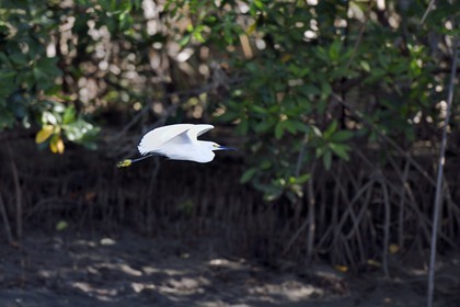 Nicaragua, la côte pacifique de Leon, la mangrove du parc national Isla Juan Venado, Aigrette garzette (Egretta garzetta)