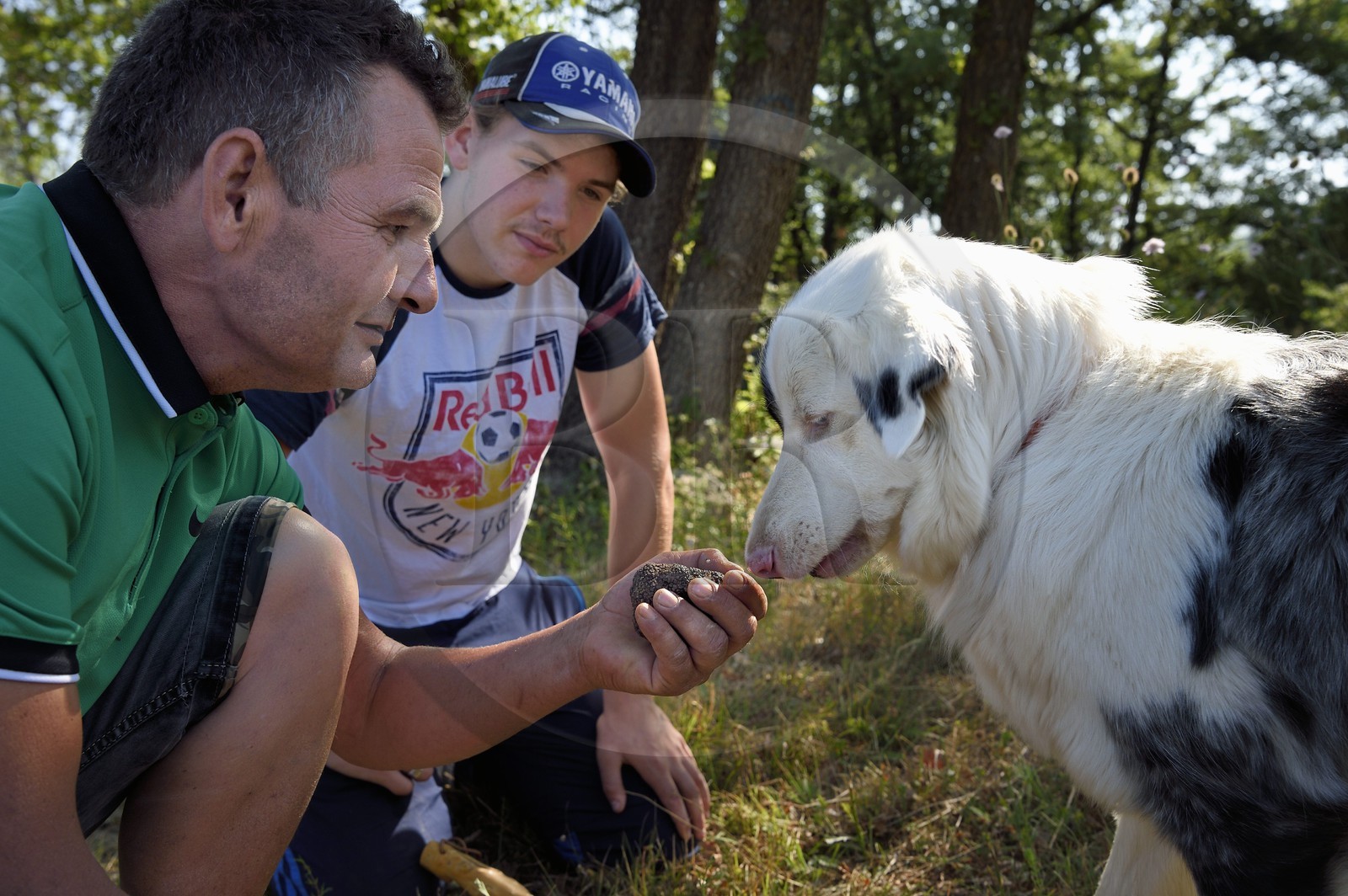 France, Var, Provence Verte (Green Provence), Bras, estate of the guest house Le Peyrourier, the dowser and trufficulteur Philippe Boit and his son Baptiste, accompanied by their truffle seeker dog Fanny having found truffles