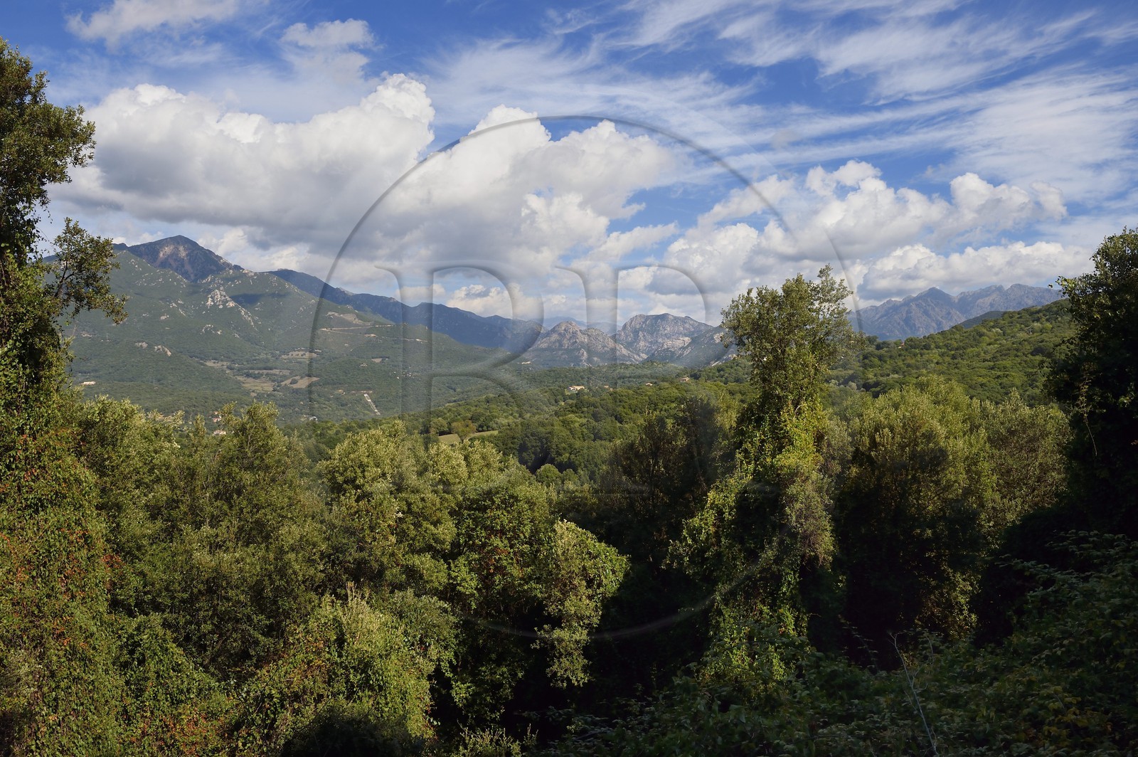 France, Corse-du-Sud (2A), Vallée du Prunelli, la foret de Eccica-Suarella