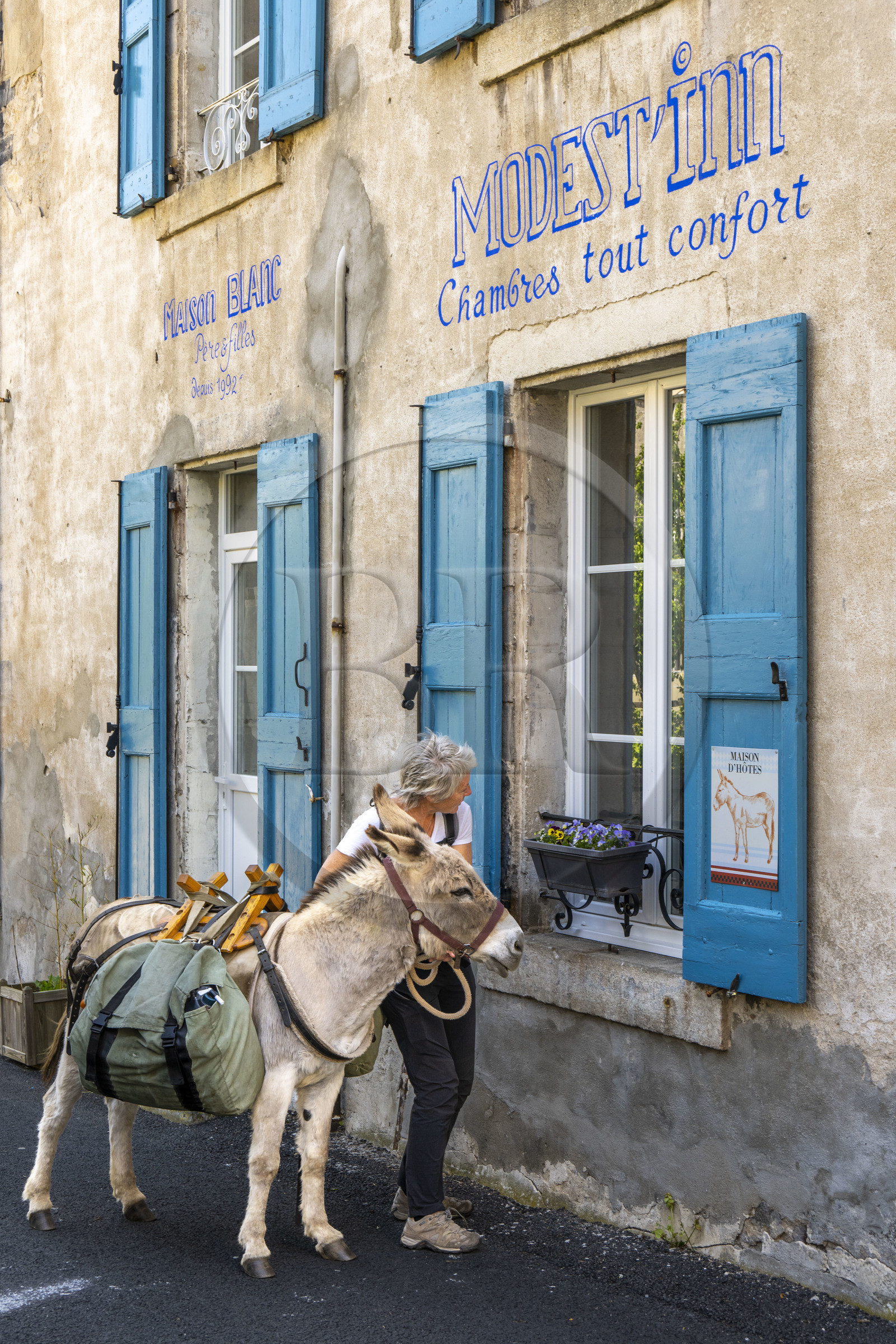 France, Lozère (48), Langogne, randonnée avec un âne sur le chemin de Stevenson (GR 70) devant les chambres d'hotes Modest'inn