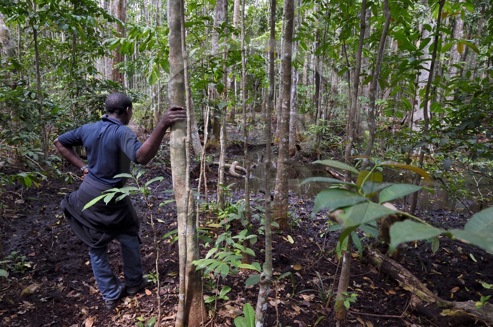 Gabon, province de Ogooué- Maritime, Parc National du Loango, forêt et marécages