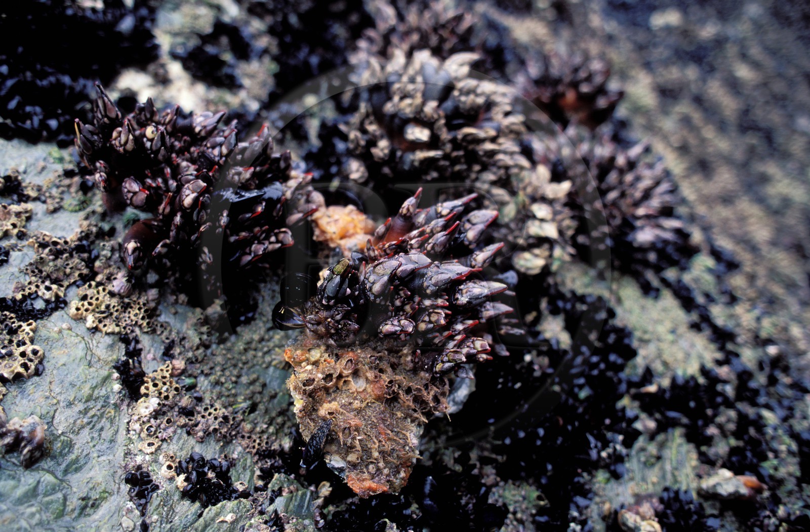 France, Morbihan (56), Belle-Île, pouces-pieds (Pollicipes cornucopia)