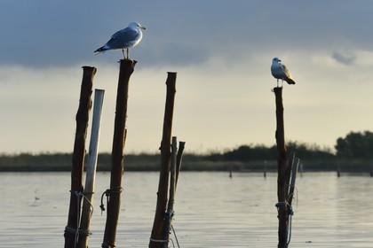 France, Haute-Corse (2B), l'étang de Biguglia (stagnu di Chjurlinu), réserve naturelle de Corse (RNC), mouettes perchées sur des pieux d'aulne