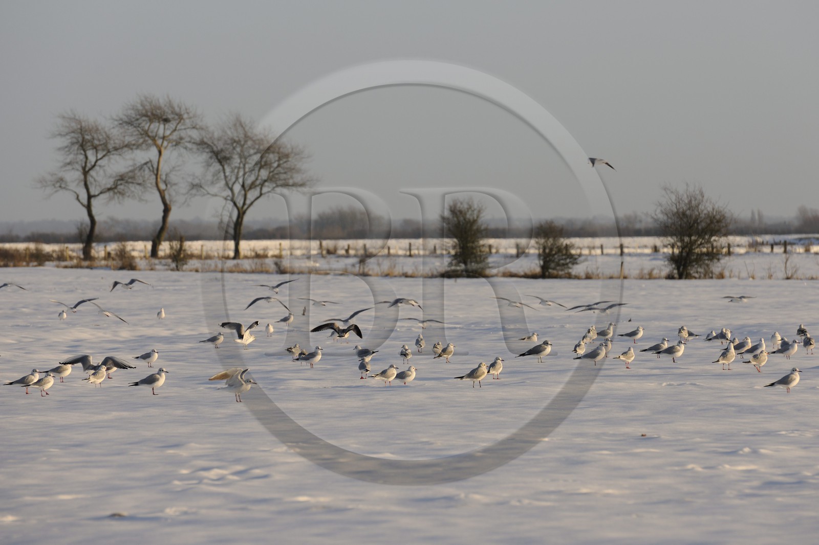 France, Manche, Cotentin, Sainte Marie du Mont, marshes of Grand Vey in winter under snow