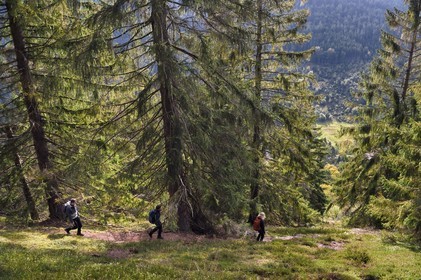 France, Vosges (88), Le Valtin, randonnée dans la vallée du Valtin dans la haute-vallée de la Meurthe, traversée d'une foret de sapin blancs sur le circuit des Roches