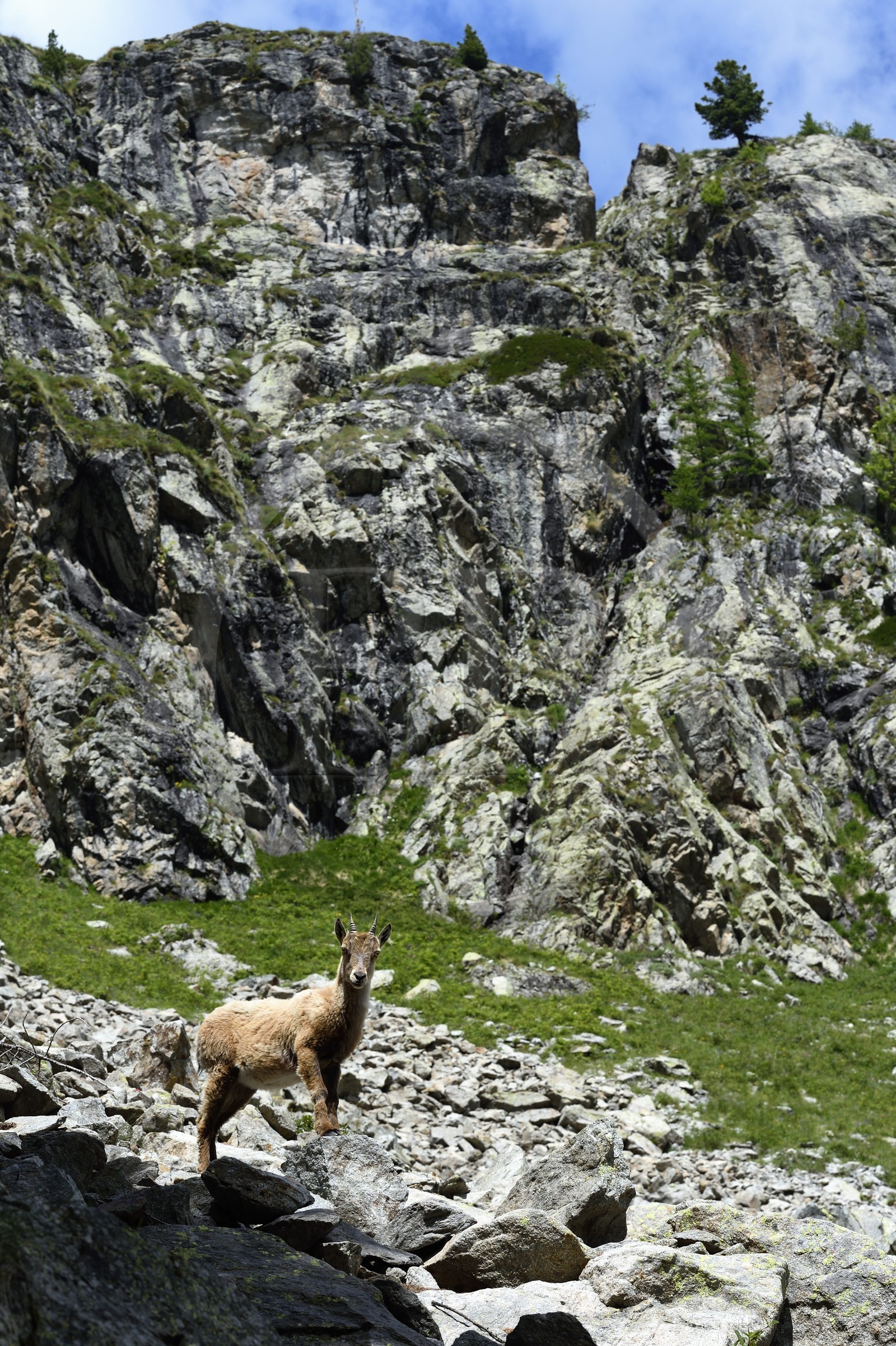 France, Alpes-Maritimes (06), parc national du Mercantour, vallée de la Valmasque, jeune étagne, bouquetin (Capra ibex) femelle des Alpes