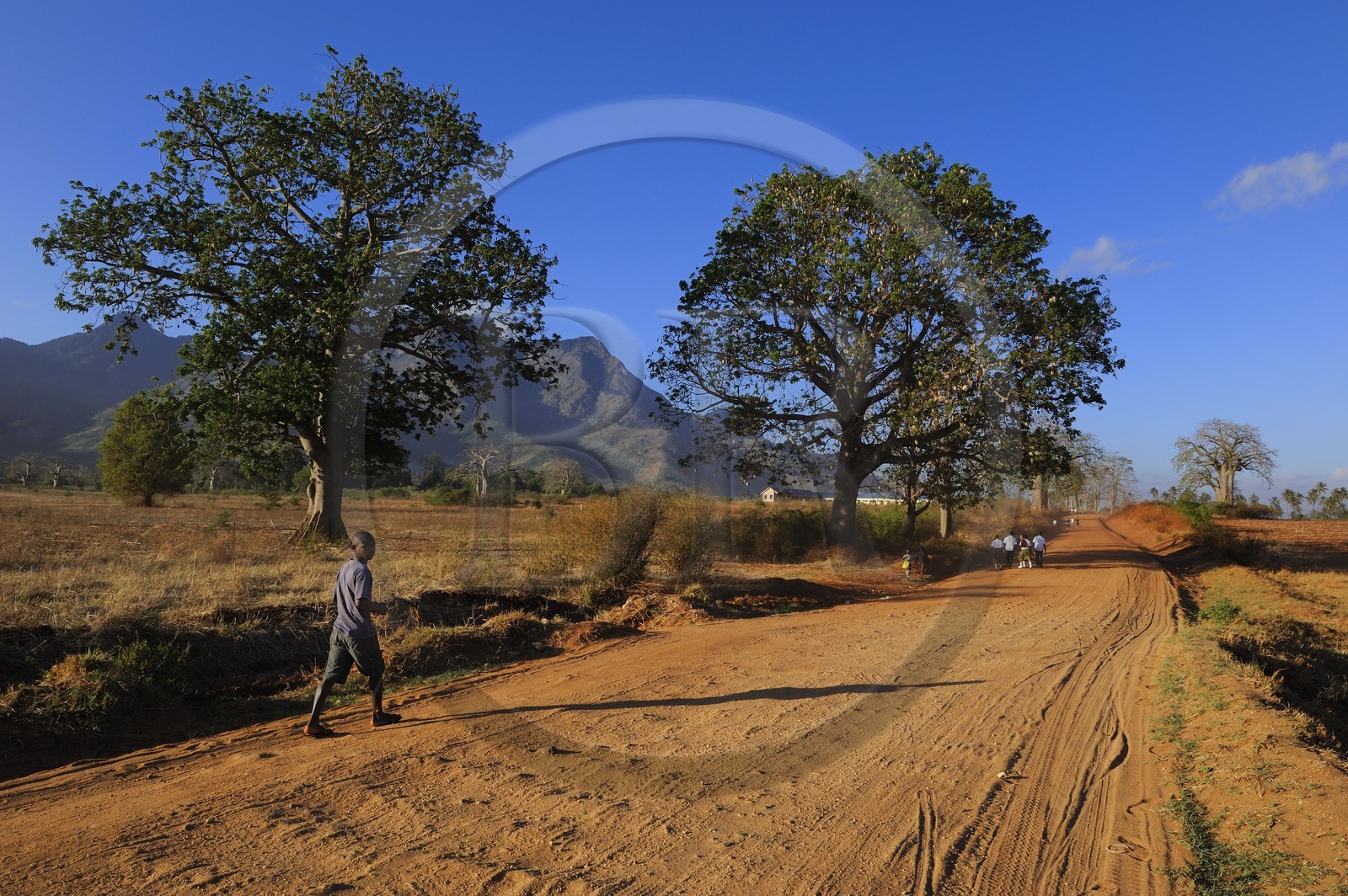 Tanzanie, région de Morogoro, les Monts Uluguru, la piste de Matombo