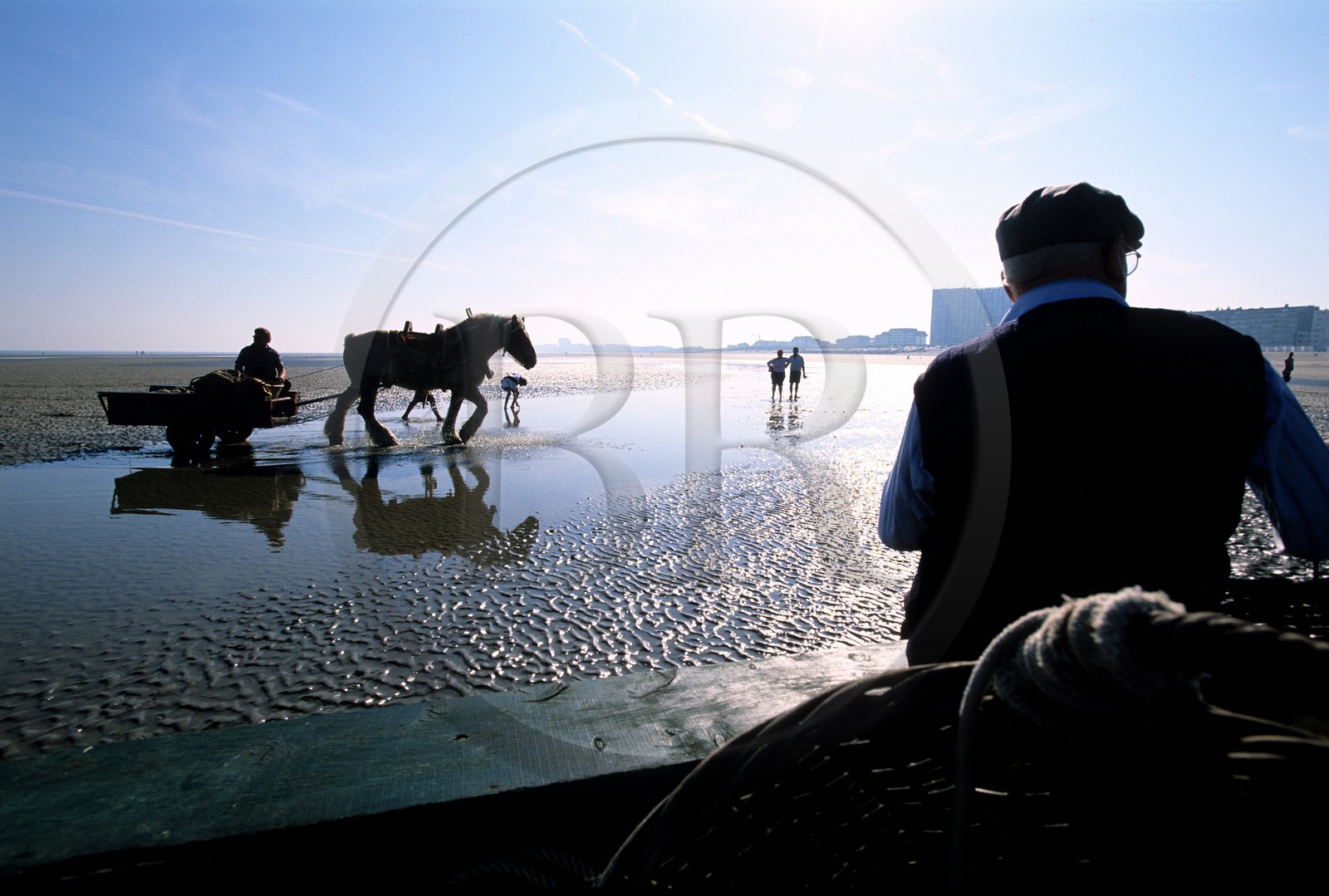 Belgique, Flandre-Occidentale, pêcheurs de crevettes à cheval avec leurs chariots sur la plage d'Oostduinkerke-Bad