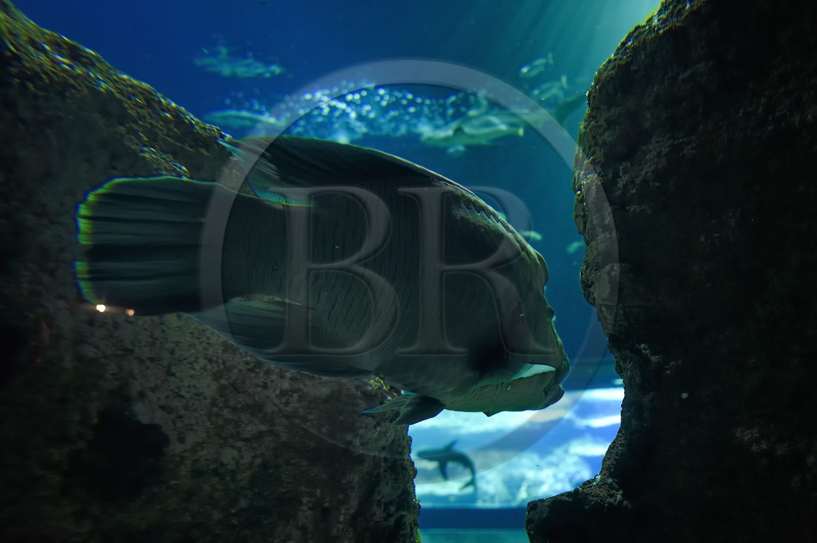 France, Pyrénées-Atlantiques (64), Pays-Basque, Biarritz, l'Aquarium - le Musée de la Mer, poisson napoléon (Cheilinus undulatus)