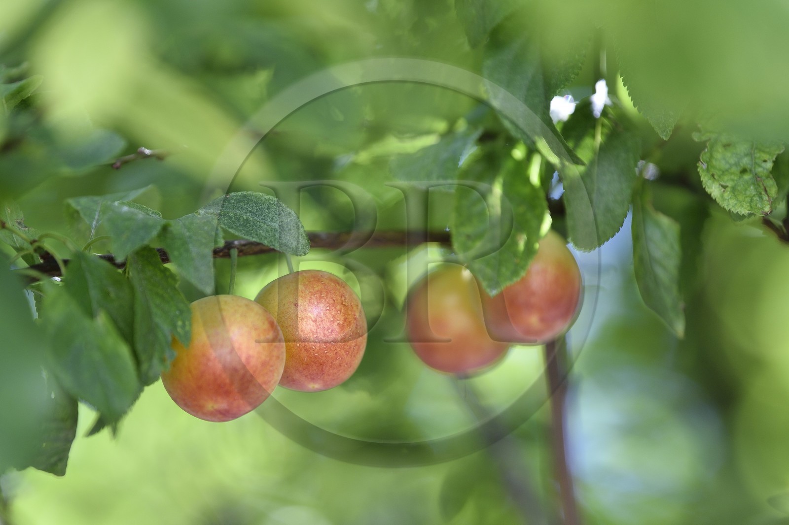 France, prunier, prune dans l'arbre