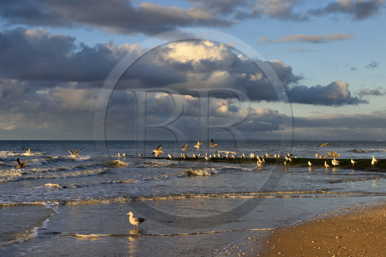 France, Calvados (14), Pays d'Auge, la côte Fleurie, Cabourg, goélands sur la plage de la station balnéaire