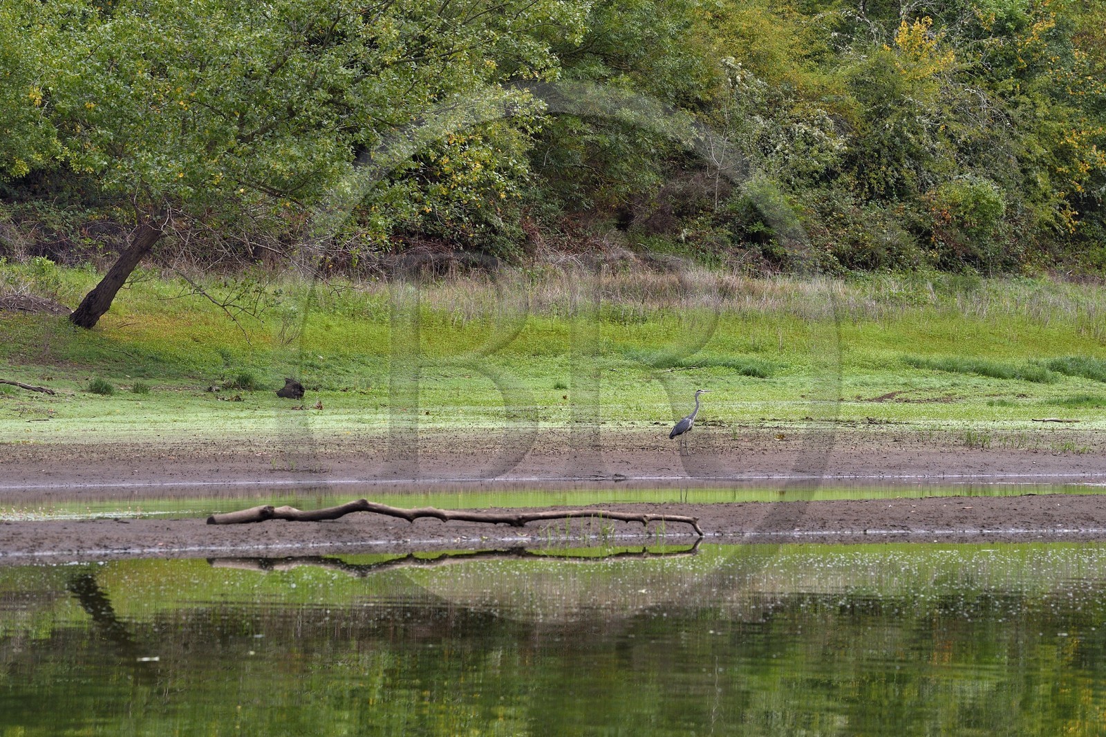 France, Cantal (15), Gorges de la Truyère, Chaliers, héron cendré (Ardea cinerea) sur les berges de la rivière Truyère en amont du viaduc de Garabit