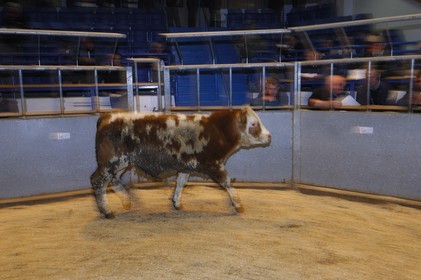 Royaume-Uni, Ecosse, Iles Orcades, Ile de Mainland, vente aux enchère du bétail