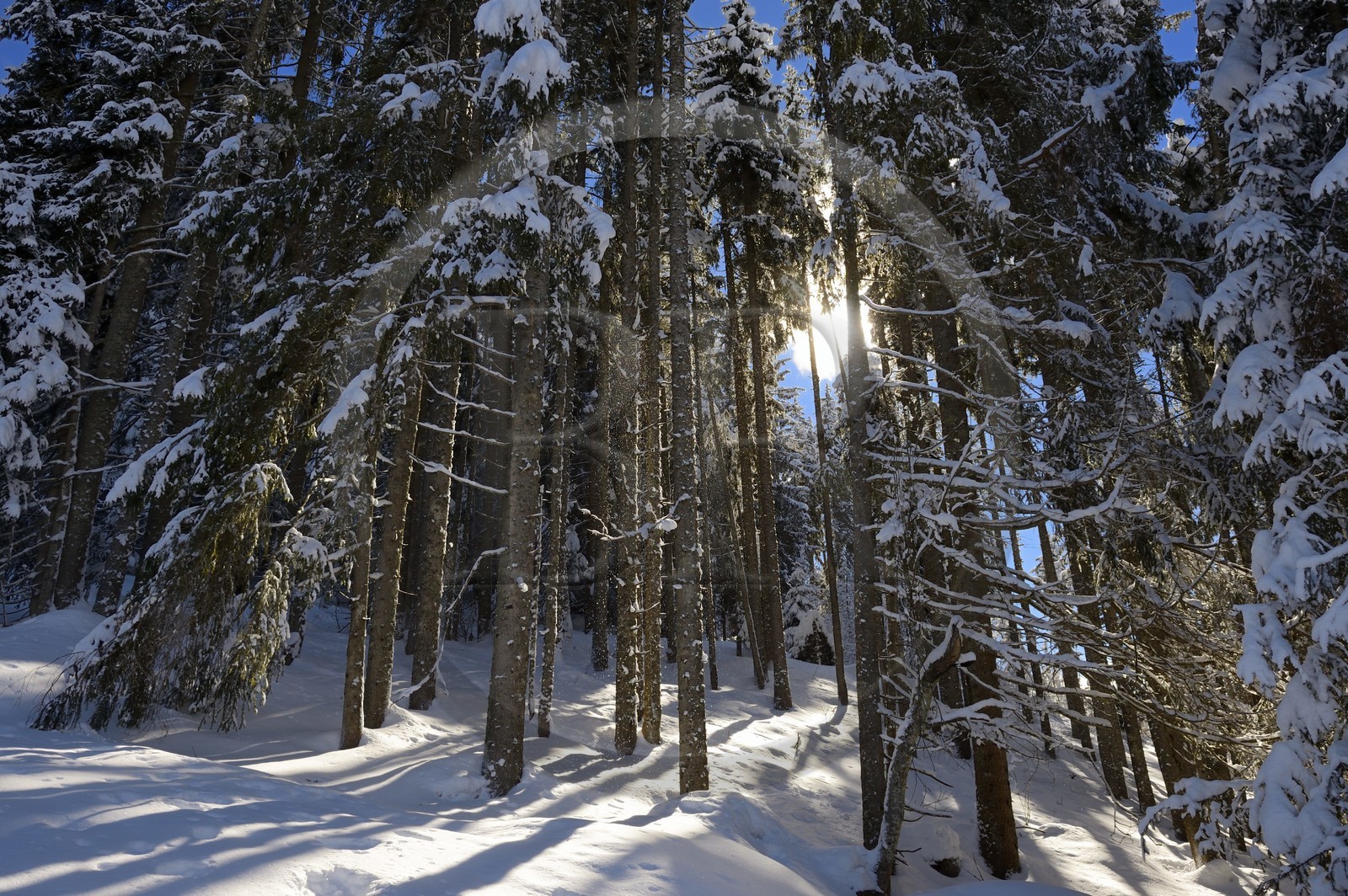 France, Haute-Savoie (74), Morzine, la vallée d'Aulps, massif du Chablais, domaine skiable des Portes du Soleil, la forêt enneigée sur le Pléney (1554m)