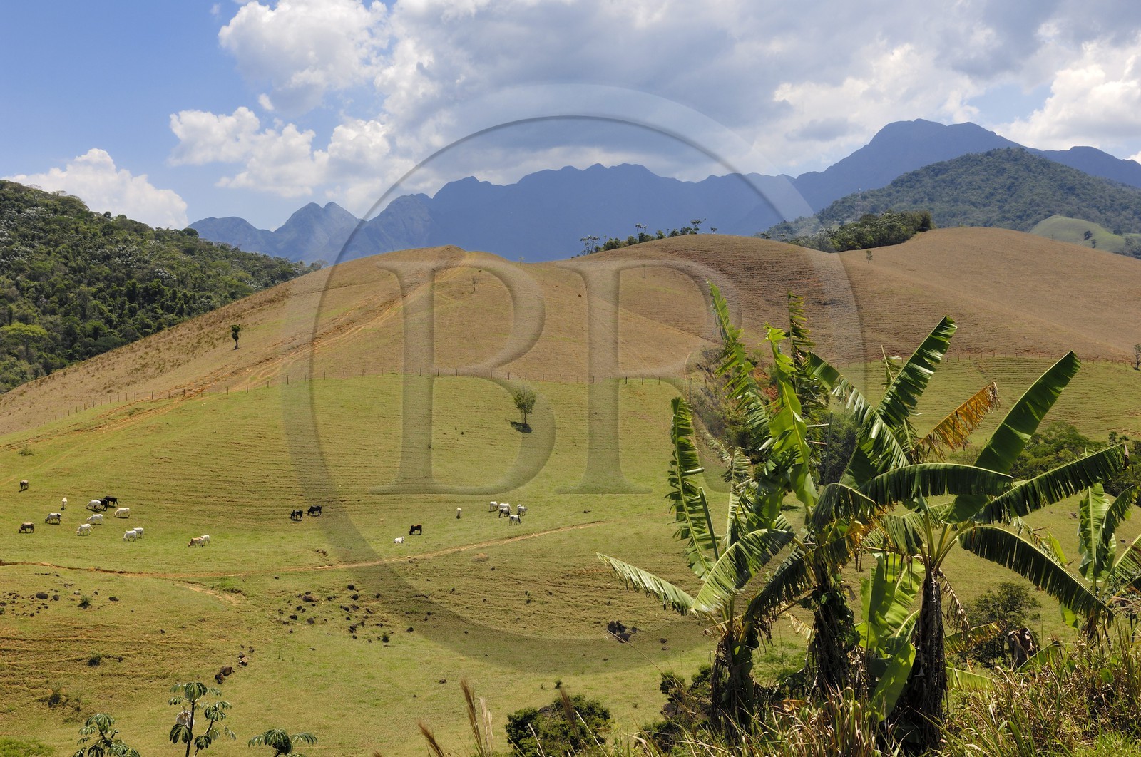 Brazil, Rio de Janeiro State, Serra da Mantiqueira, cows in meadows (Gold Route, Estrada Real)