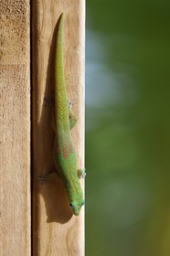 France, Ile de Mayotte, Grande-Terre, Nyambadao, Gecko diurne à poussière d'or (Phelsuma laticauda)