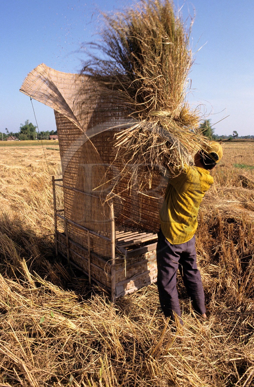 Vietnam, région de Ho Chi Minh City, battage du riz