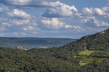 France, Vaucluse (84), Dentelles de Montmirail, Le Barroux, le chateau du Barroux émergeant de la forêt