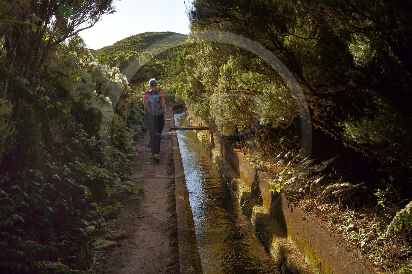 Portugal, Ile de Madère, randonnée dans La forêt de Rabaçal par la levada do Alecrim, un de ces innombrables canaux d'irrigation qui guident l’eau des hauts plateaux jusqu’aux terrasses cultivées du sud