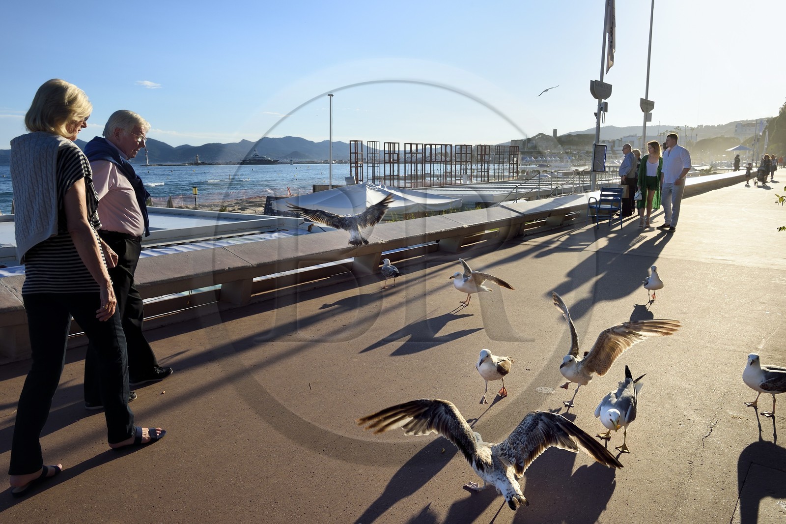 France, Alpes-Maritimes, Cannes, gulls and walkers on the Croisette